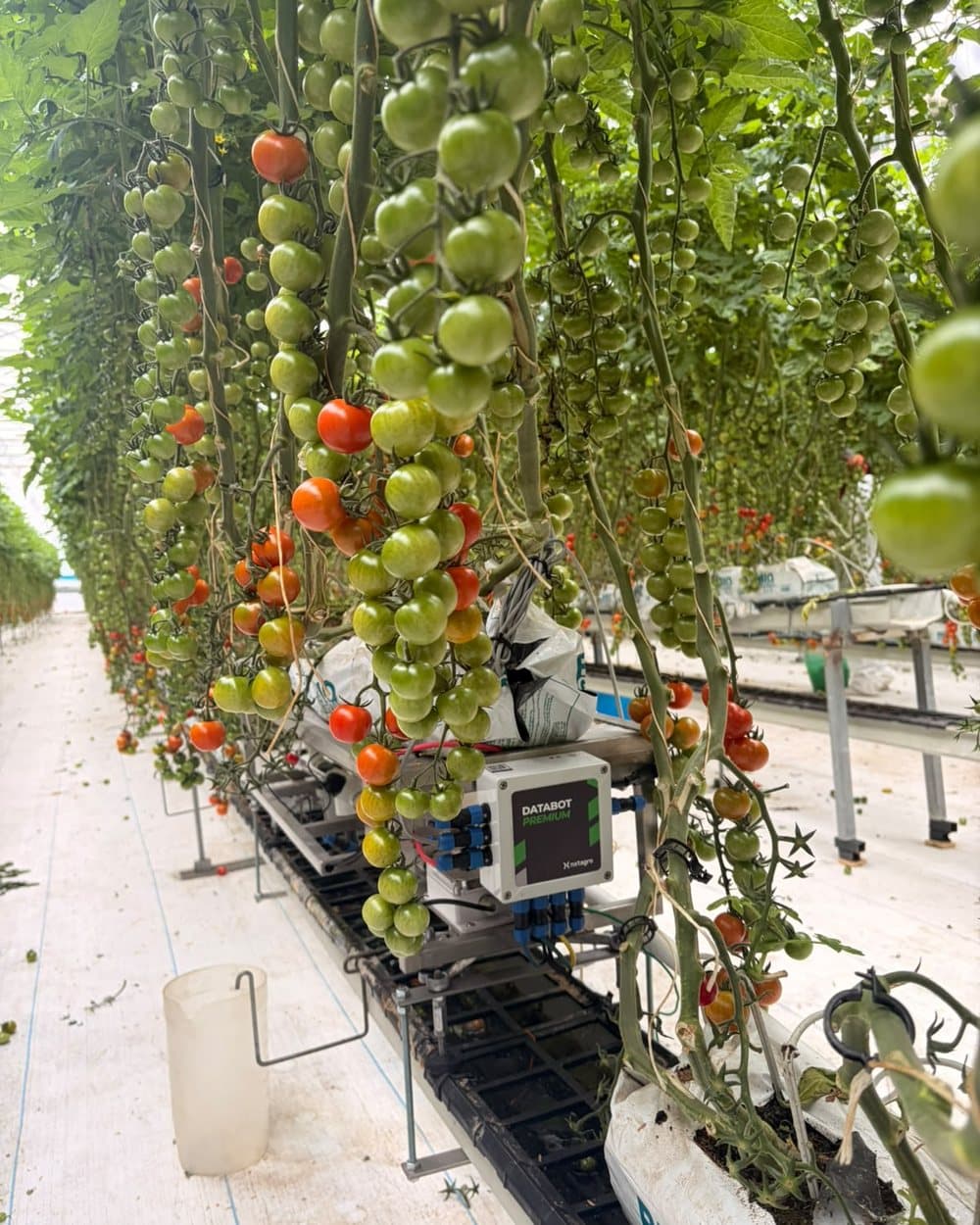 Databot instalado entre racimos de tomate cherry en un invernadero