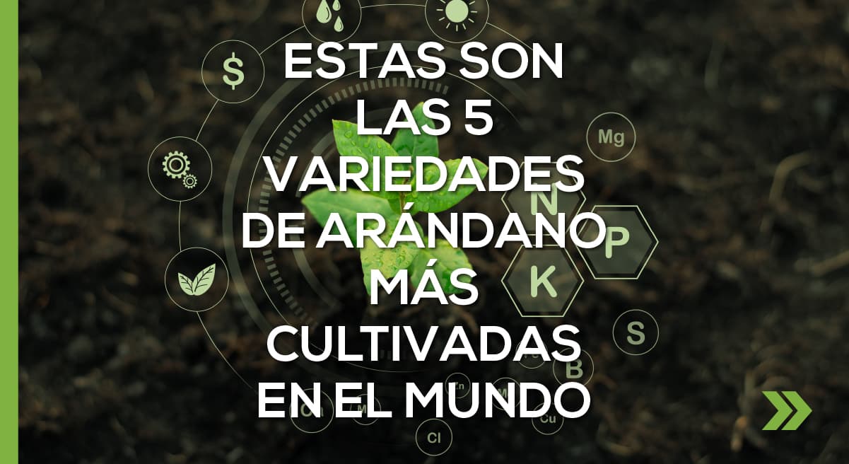 Estas son las 5 Variedades de Arándano más Cultivadas en el Mundo