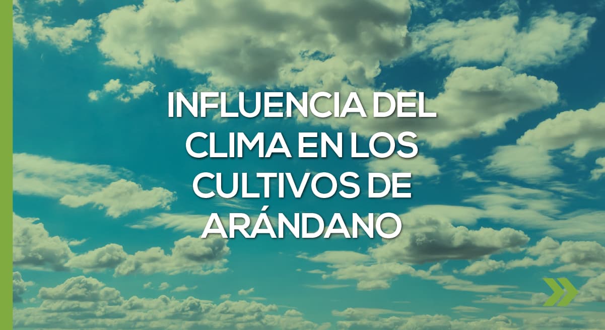 Influencia del clima en los cultivos de arándano