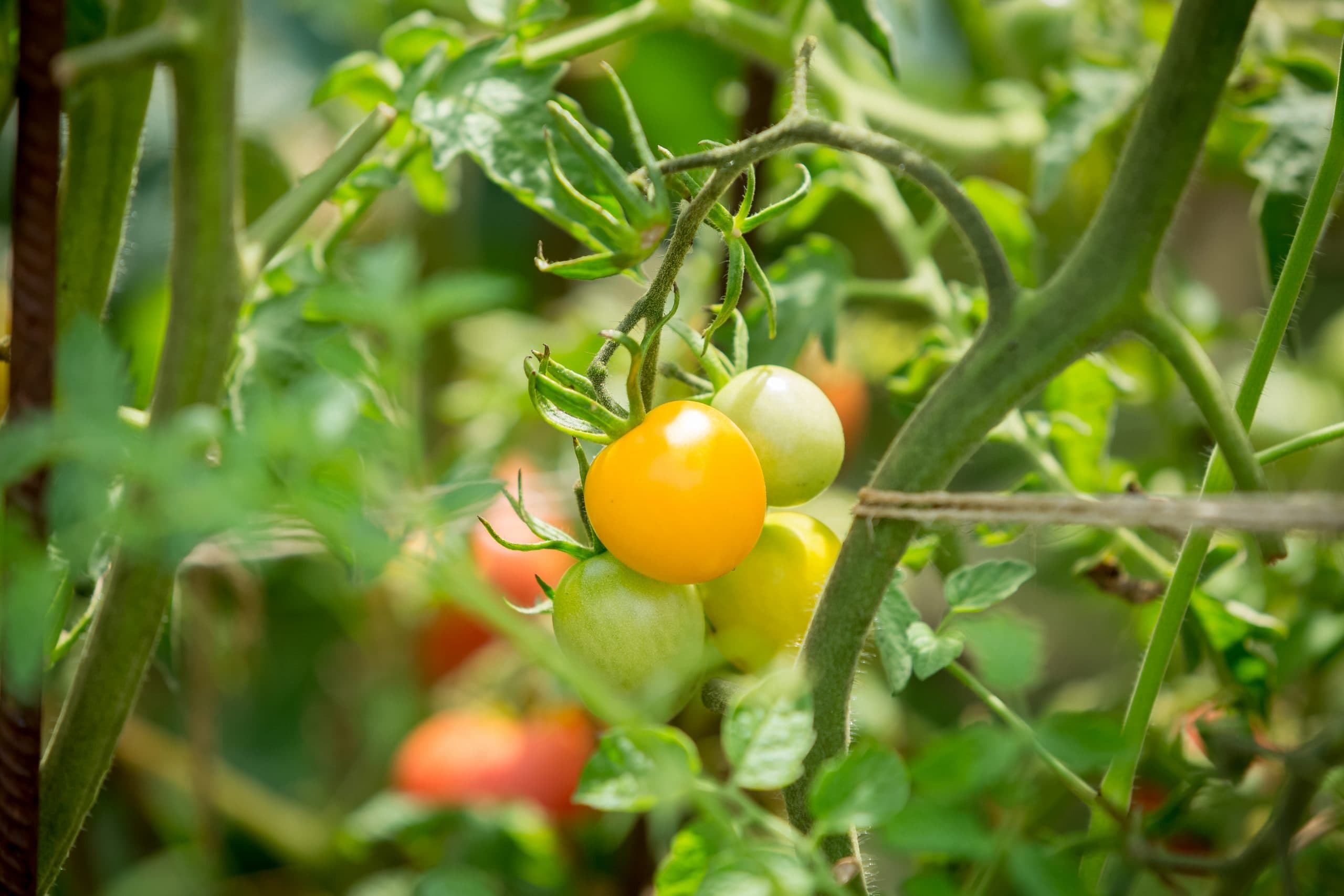 Cultivo de Jitomate