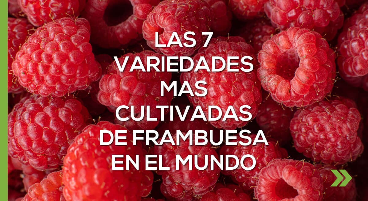 Las 7 variedades mas cultivadas de frambuesa en el mundo