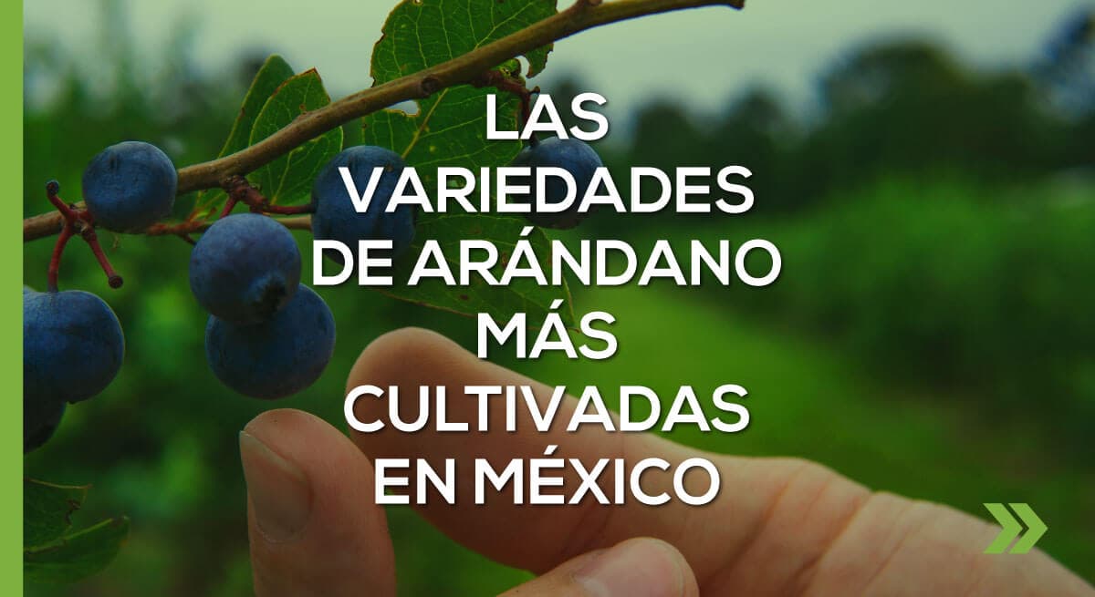 Las variedades de arándano más cultivadas en México