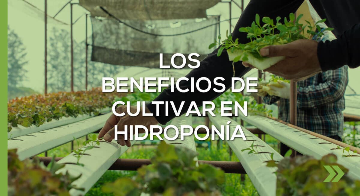 Los beneficios de cultivar en Hidroponía