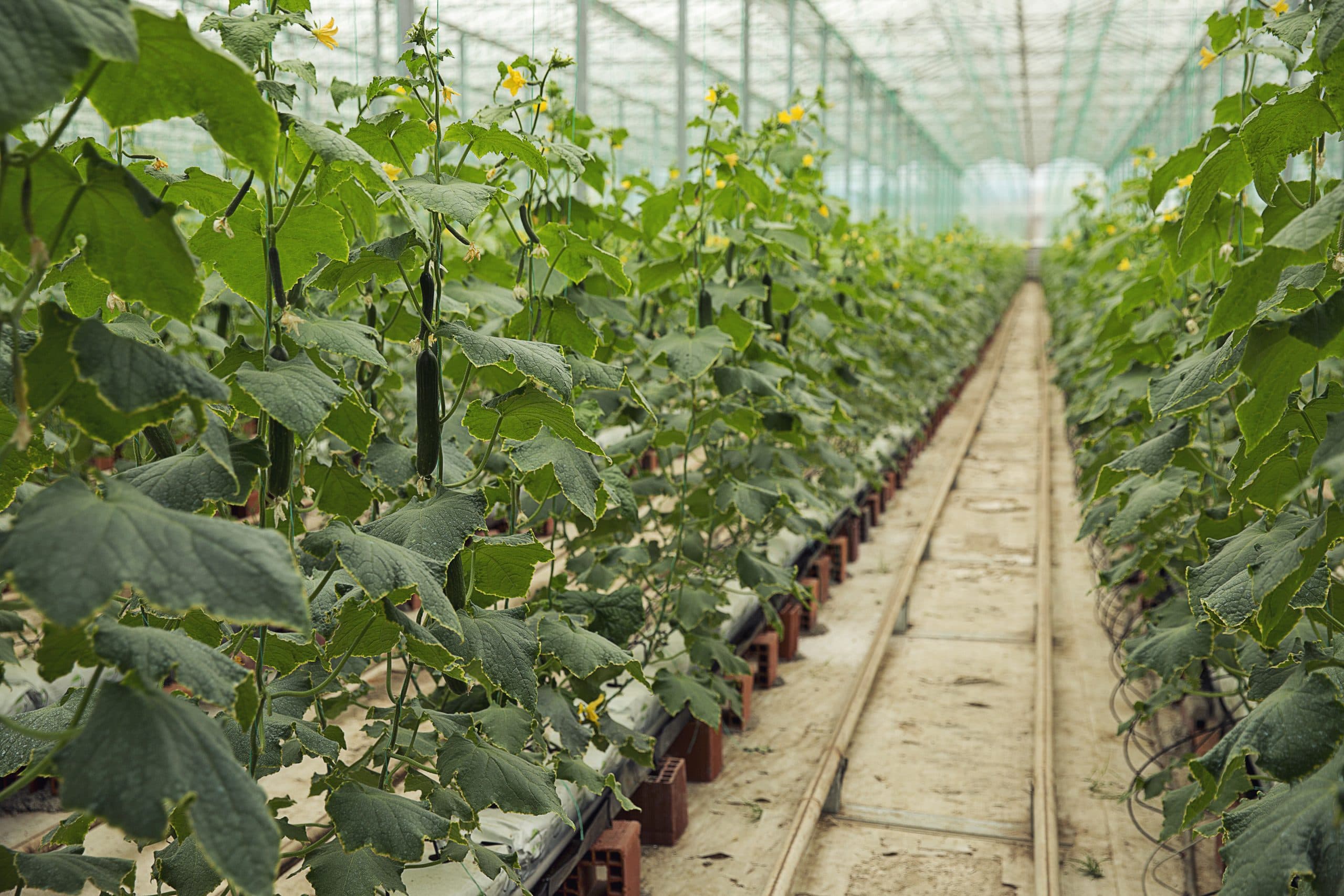 El pepino se mantiene como una de las hortalizas más consumidas debido a que la producción se inicia rápidamente, entre 40 y 45 días después de trasplante, y se puede prolongar hasta por seis semanas.