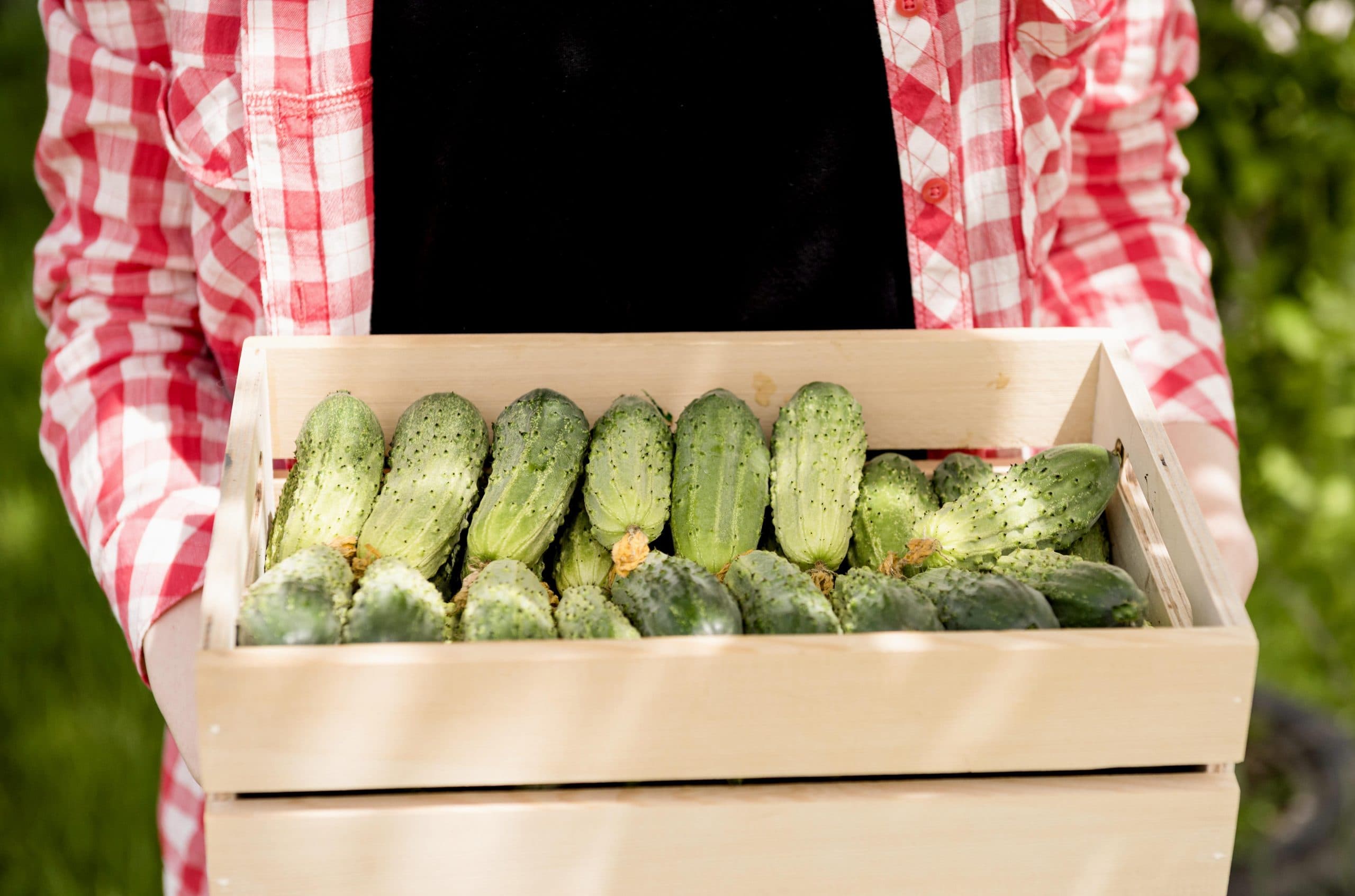 El pepino se mantiene como una de las hortalizas más consumidas debido a que la producción se inicia rápidamente, entre 40 y 45 días después de trasplante, y se puede prolongar hasta por seis semanas.