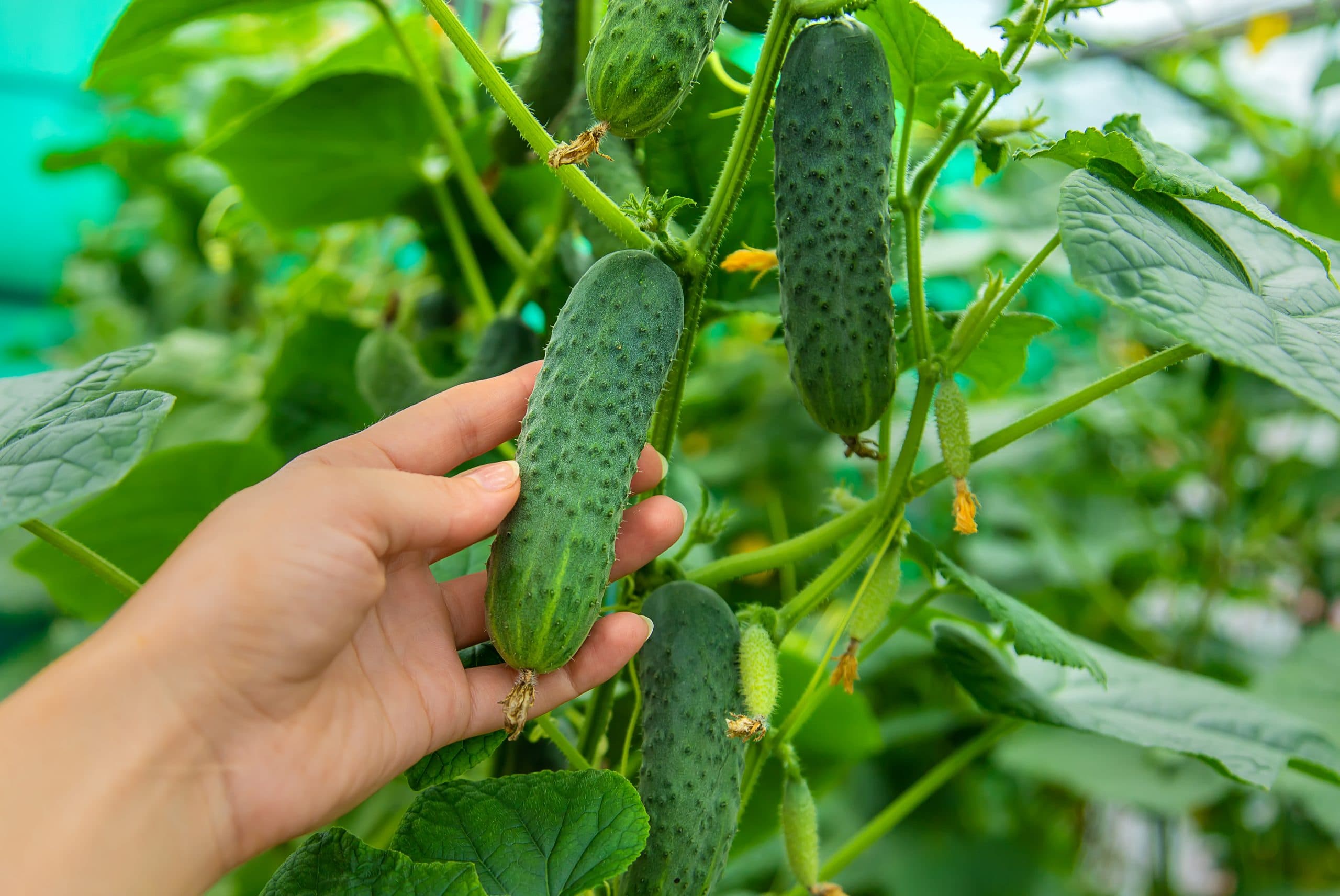 El pepino se mantiene como una de las hortalizas más consumidas debido a que la producción se inicia rápidamente, entre 40 y 45 días después de trasplante, y se puede prolongar hasta por seis semanas.