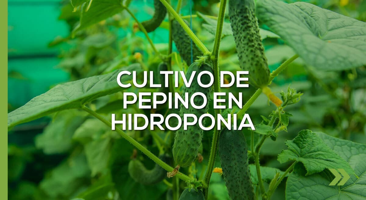 Manejo de Cultivo Hidropónico de Pepino