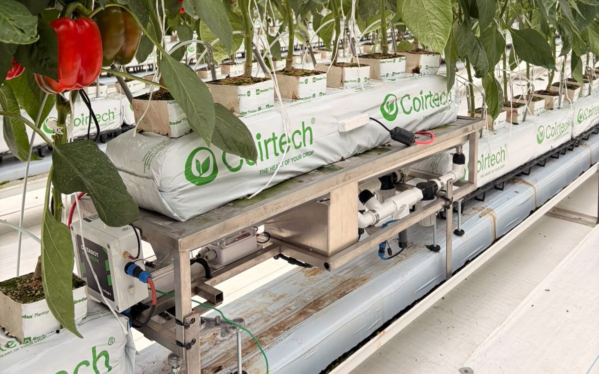 Databot bajo una cama de sustrato con pimiento rojo en invernadero