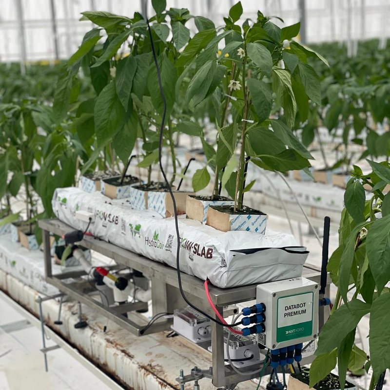 Databot con antena junto a plantas de pimiento en sustrato