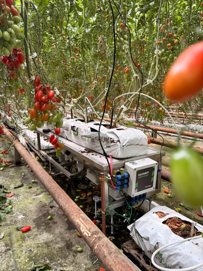 Databot instalado bajo una cama de tomate en sustrato