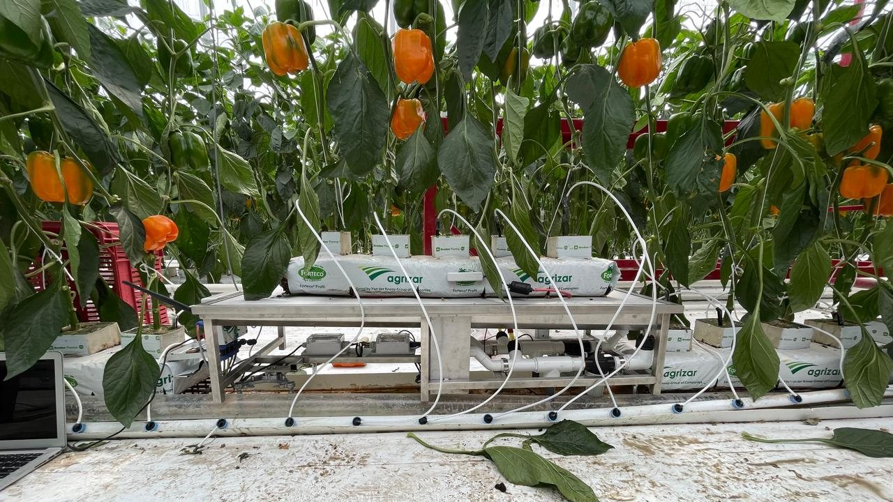 Pimiento en sustrato con un banco de medición de NXTAGRO en invernadero