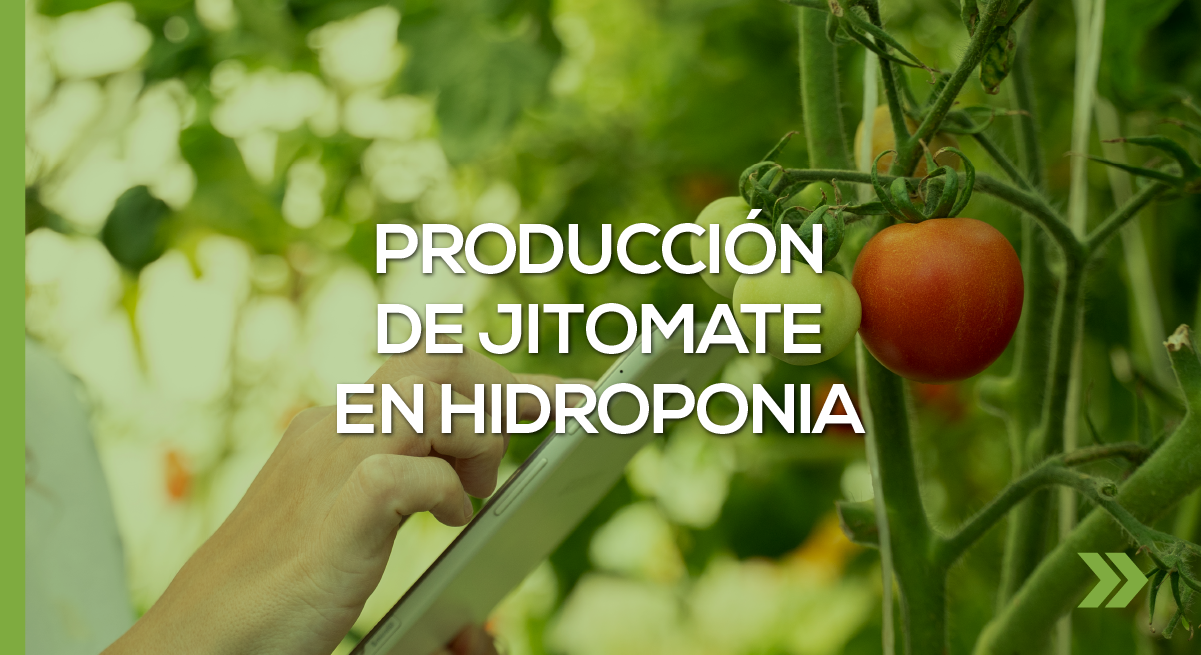 Producción de Jitomate en Hidroponia