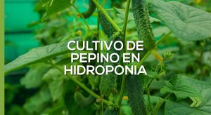 Cultivo de pepino en hidroponia