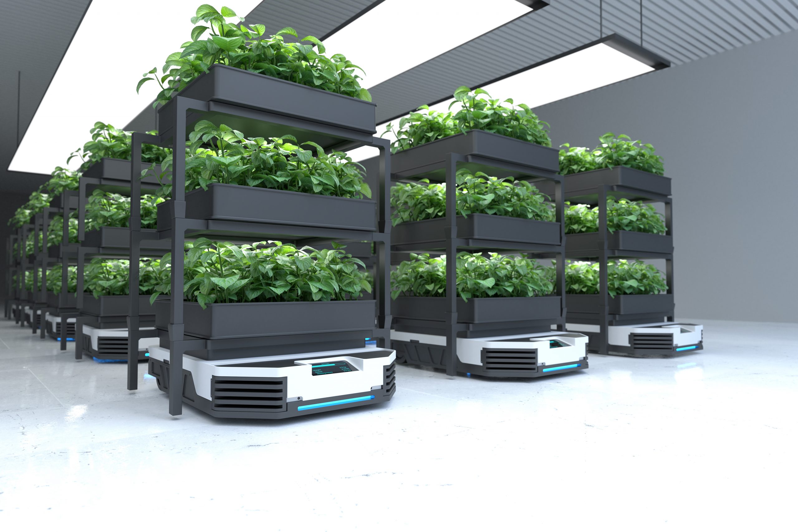cultivos hidropónicos en invernadero e interiores de crecimiento en altura (a lo que se conoce como vertical farming)