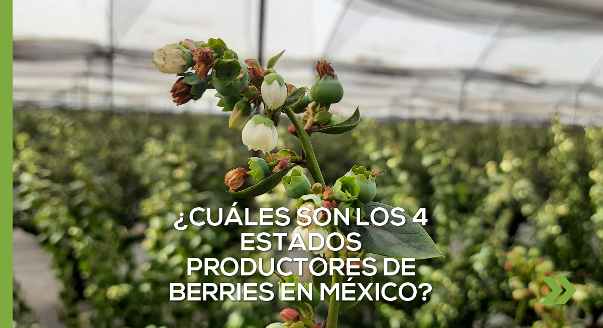 ¿Cuáles son los 4 estados productores de berries en México?